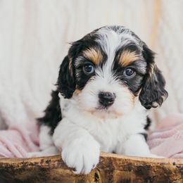 Bernedoodle, Cavalier King Charles Spaniel, Cavapoo, and Poodle Puppies from Dinky Doo Doodles