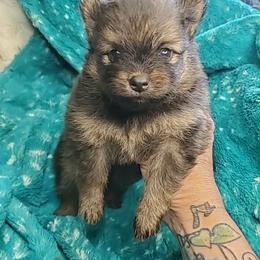 Boy 3 - Orange sable male Pomeranian puppy in Tulsa County, Oklahoma from CP Kennels