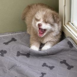 Belle - Blue merle female Pomeranian puppy in Knoxville, Tennessee from Thea's Puppies