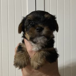 Assorted Doodle Crosses, Double Doodle, Maltipoo, Morkie, and Yorkipoo Puppies from Danza Bolo