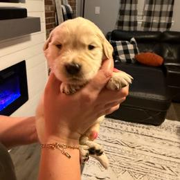 Hatch (Orange) - Light golden male Golden Retriever puppy in Jacksonville, Florida from River City Golden Retrievers