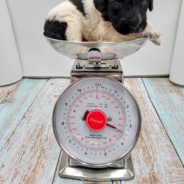Boy 4 - Poodle puppy in Inman, South Carolina from Raynebow Rose Poodles