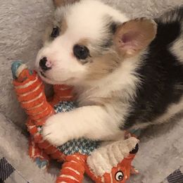 American Corgi and Pembroke Welsh Corgi Puppies from Red White & Bluie Corgi