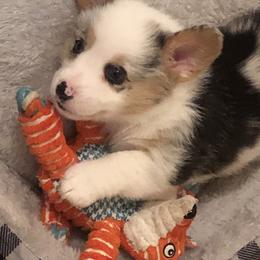 American Corgi and Pembroke Welsh Corgi Puppies from Red White & Bluie Corgi