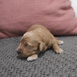 Goldendoodle Puppies from Silver Barn Doodles