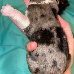 Aussiedoodle, Australian Shepherd, and Toy Australian Shepherd Puppies from Circle B Farms