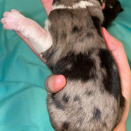 Aussiedoodle, Australian Shepherd, and Toy Australian Shepherd Puppies from Circle B Farms
