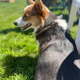 Penny - Pembroke Welsh Corgi