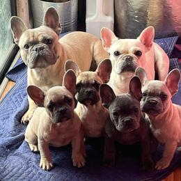 French Bulldogs from Land of French Bulldogs