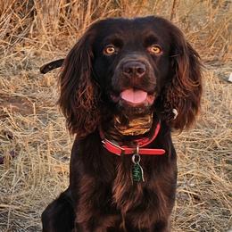 Boykin Spaniels from Red River Boykin Spaniels