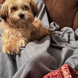 Maltipoos and Poodles from Precious Pups