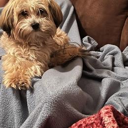 Maltipoos and Poodles from Precious Pups