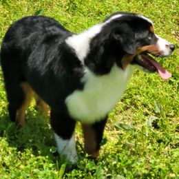 Chaps - Miniature Australian Shepherd