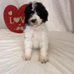 Donner - Parti male Poodle puppy in Luana, Iowa from Country View Bernedoodles and Goldendoodles
