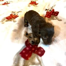 Hershey - Chocolate and tan male Dachshund puppy in Harriet, Arkansas from B&K Dachshunds