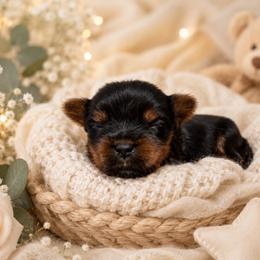 Orange boy - Black and tan male Yorkshire Terrier puppy in Cornelia, Georgia from Kruz Kennels