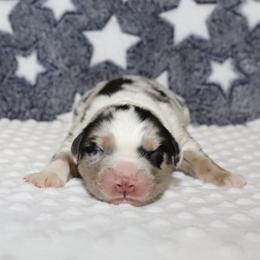 Titan - Blue merle male Miniature Australian Shepherd puppy in Guthrie, Oklahoma from Raised Right Pups
