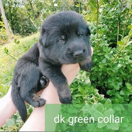 German Shepherd Puppies from Sheldon Shepherds LLC