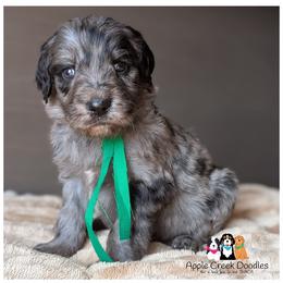 Timber - OFA-Genetics-2 year warranty. - Merle male Goldendoodle puppy in Jeddo, Michigan from Apple Creek Doodles