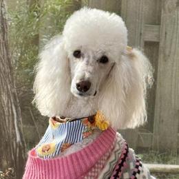 Lucy - Poodle