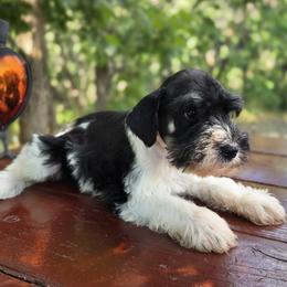 Clover - Parti male Miniature Schnauzer puppy in Saratoga Springs, Utah from Happy Beard Schnauzers