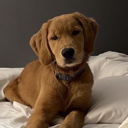 Shasta - Golden Retriever