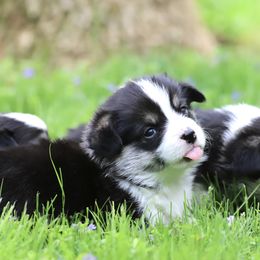 Pembroke Welsh Corgi Puppies from Cosmere Corgis