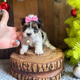 Jewel - Parti female Yorkshire Terrier puppy in Howe, Oklahoma from Ray Holder