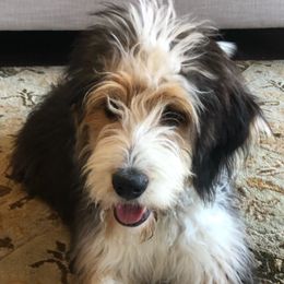Bernedoodles, Old English Sheepdogs, and Sheepadoodles from American Doodles