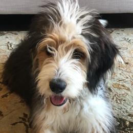 Bernedoodles, Old English Sheepdogs, and Sheepadoodles from American Doodles