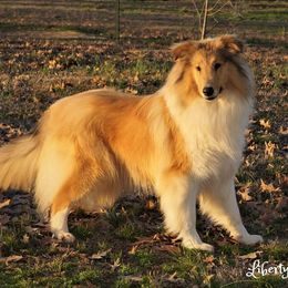 Abbey - Collie
