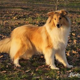 Abbey - Collie