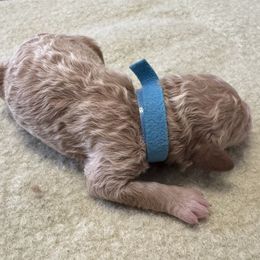 Diana - Buff female Cockapoo puppy in Sheridan, Missouri from Shepherdsfold’s Cockapoos