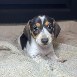 Daphne - Piebald female Dachshund puppy in Mountain Grove, Missouri from Happy Hounds