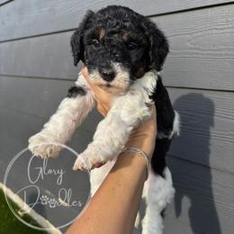 Maroon - Tri-color female Bernedoodle puppy in Rockwall, Texas from Glory Doodles