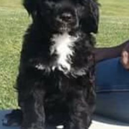 Chesapeake Bay Retrievers and Portuguese Water Dogs from Marilyn Stevens