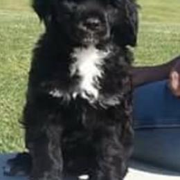 Chesapeake Bay Retrievers and Portuguese Water Dogs from Marilyn Stevens