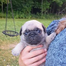 Gus - Fawn male Pug puppy in Fall Creek, Wisconsin from Heartville Pugs