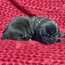 Pink Collar N - Black female Cane Corso puppy in Paris, Texas from Knucklehead Cane Corso