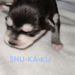 Girl 1(SHU-KA-KU aka Shaka) - Black and white female Pomsky puppy in Norfolk, Virginia from 'Brick'House Couture Pomskies