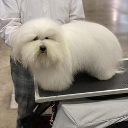 Idi - Coton de Tulear