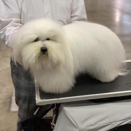 Idi - Coton de Tulear