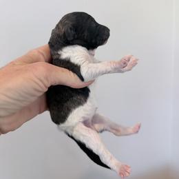 Alice - Mad Hatter Litter - Brindle female Poodle puppy in Caldwell, Idaho from Boise Doodle Co.