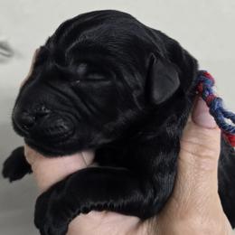 Red and Blue collar girl - Black female Giant Schnauzer puppy in Billings (Bil), Montana from Kaiser's Giants