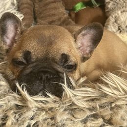 French Bulldog Puppies from Beloved Frenchies