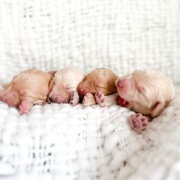 Aussiedoodle, Goldendoodle, and Saint Berdoodle Puppies from Pasatiempo Ranch