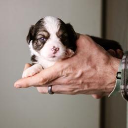 Toby - Black and tan male Pembroke Welsh Corgi puppy in South Otselic, New York from Ridge Top Corgis
