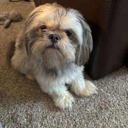 Rigby - Blue male Shih Tzu puppy in Springboro, Ohio from Shih Tzus of Springboro LLC.