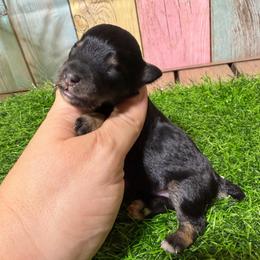 Oscar - Black and silver male Miniature Schnauzer puppy in Lufkin, Texas from C&K’s Schnauzer House