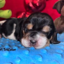 Basset Hound Puppies from Sammys Sweeties Bassets